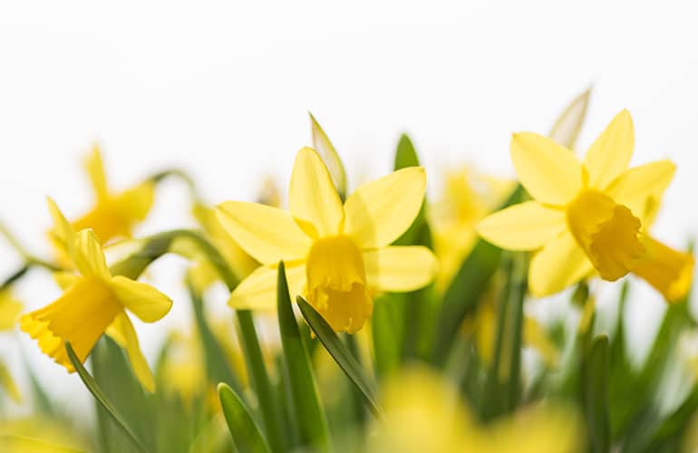 Daffodils