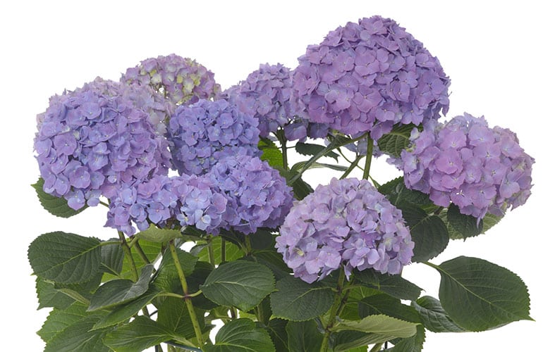 Purple hydrangeas on a white background