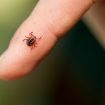 I’ve Just Found a Tick Bite– Now What Do I Do?