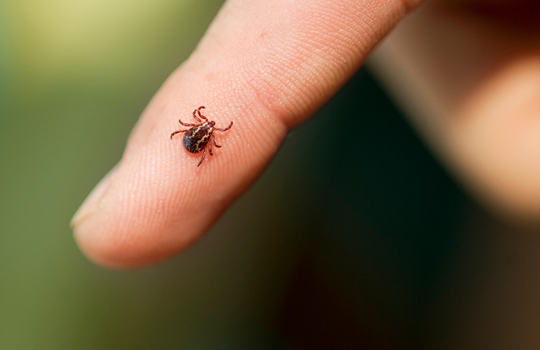I’ve Just Found a Tick Bite– Now What Do I Do?