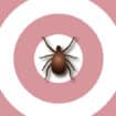 Medical Mythbuster: Does a Bull’s-eye Rash Always Occur with Lyme Disease?