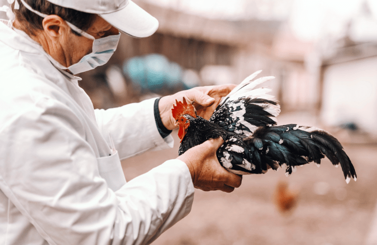 Should I Be Concerned About Bird Flu?